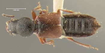 Media type: image;   Entomology 24076 Aspect: habitus dorsal view
